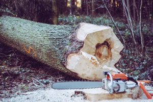 Arborist – en kunnig trädfällare