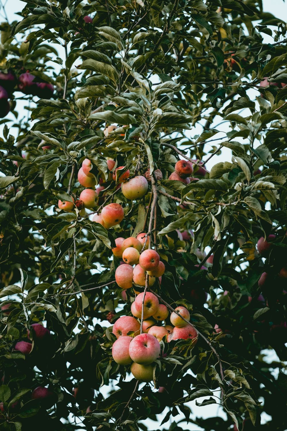 Tips för plantering av träd och buskar på hösten